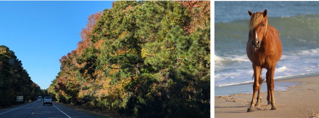 Fall tree lined drive on the way to Assateague and a pony stops to pose on the beach.