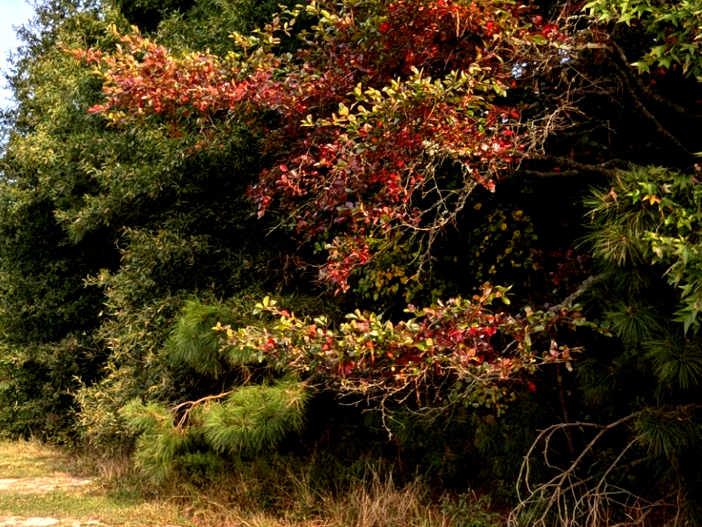 Bright red leaves stand out over the evergreens on Assateague Island