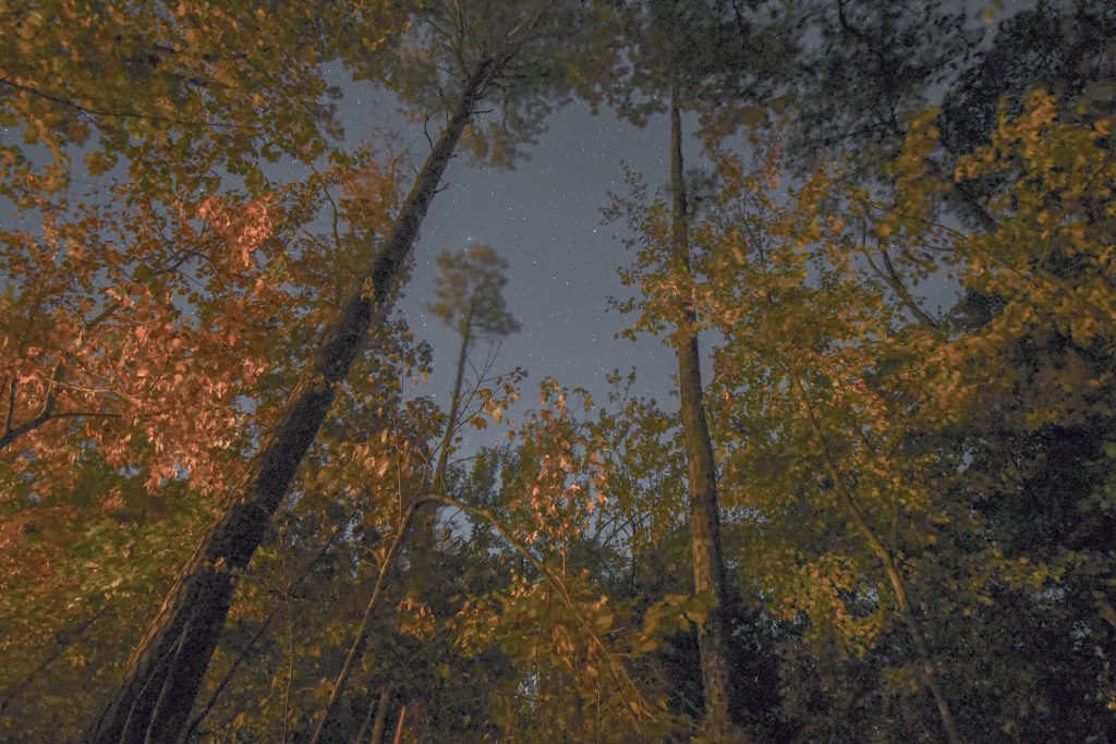 Stars showing through the forest canopy in a loblolly forest.