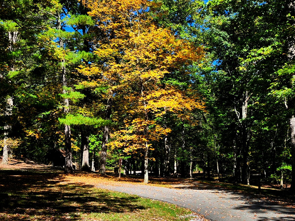 Tree with bright yellow leaves stands out among the greenies along a  path.