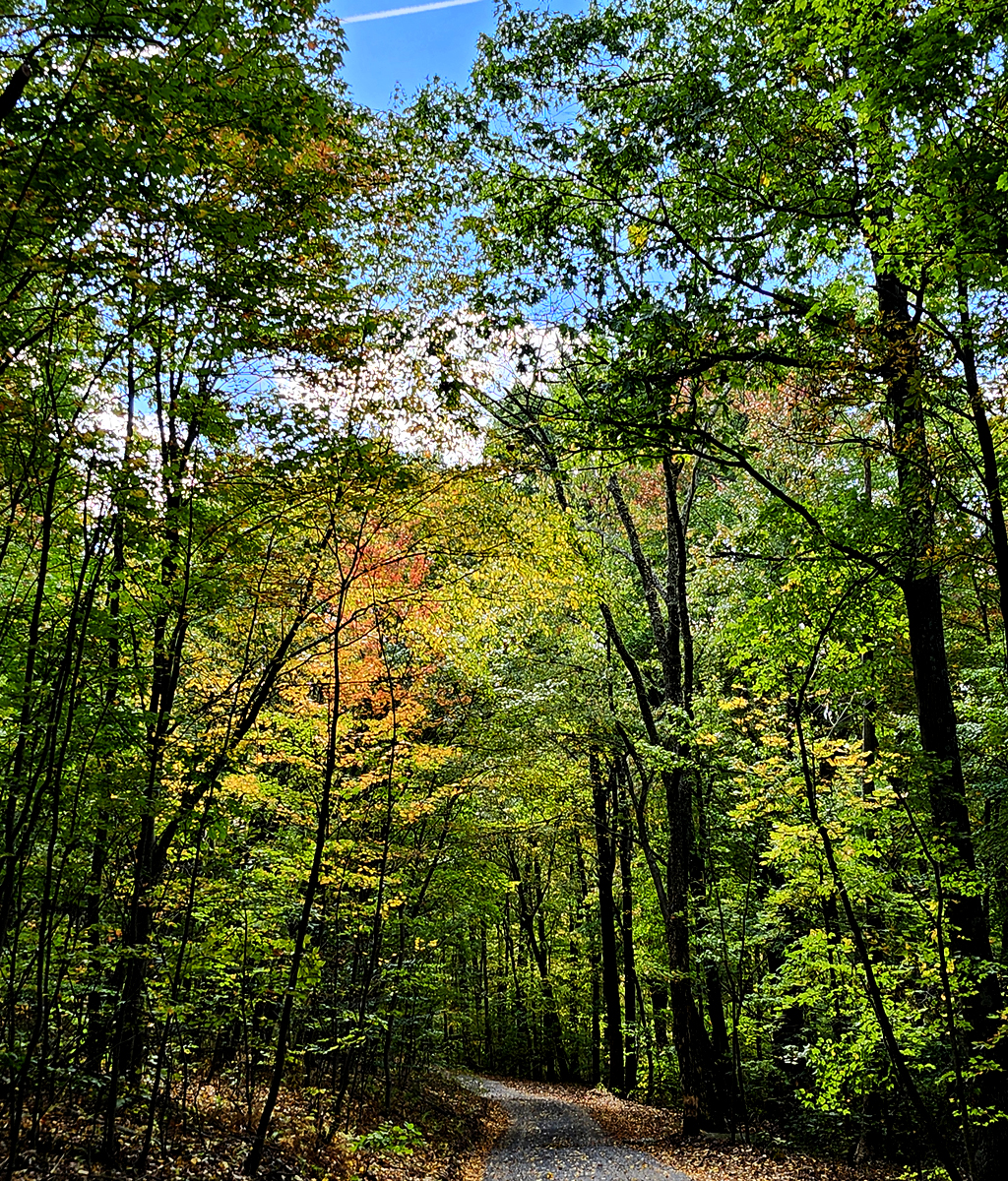 Wooded path nicely shaded by green leafed trees. Some have begun to turn, yellows and reds are peeking through the greens.