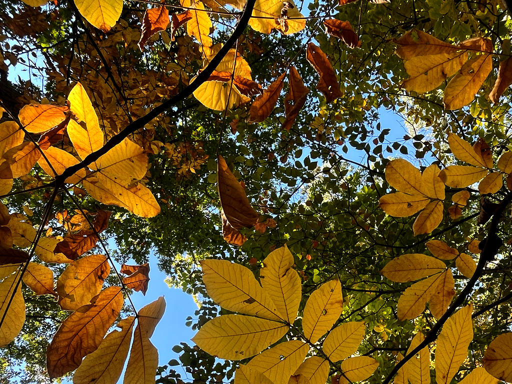 Yellow leaves in the foreground with bright green leaves higher in the canopy