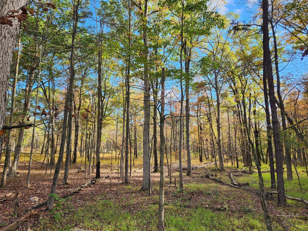 Fall colors reflect in the lake with a bright blue sky behind.