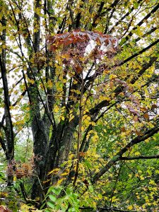 Red leafed Japanese Angelic Tree with a yellow maple in the background