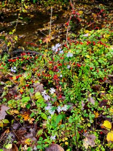 Invasive Japanese Barberry with it's small red berries