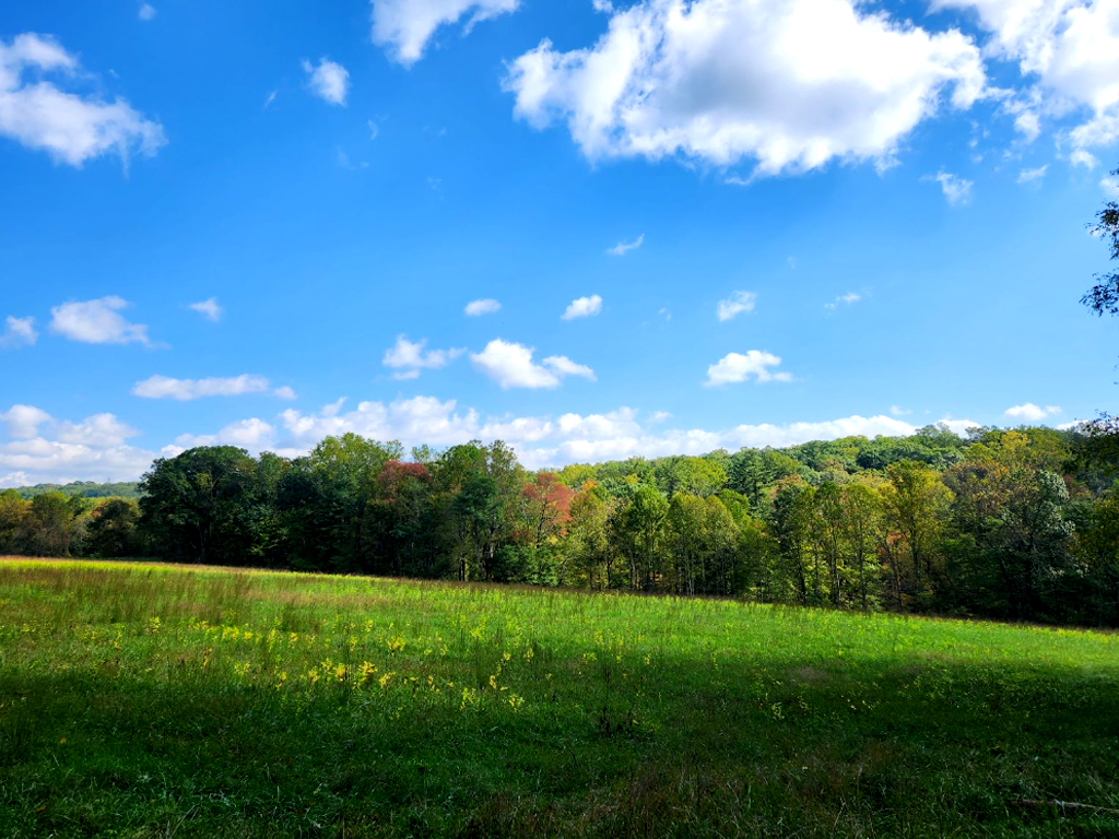 Pops of red and yellow dot the mostly green tree line. A field of green with yellow flowers in the foreground