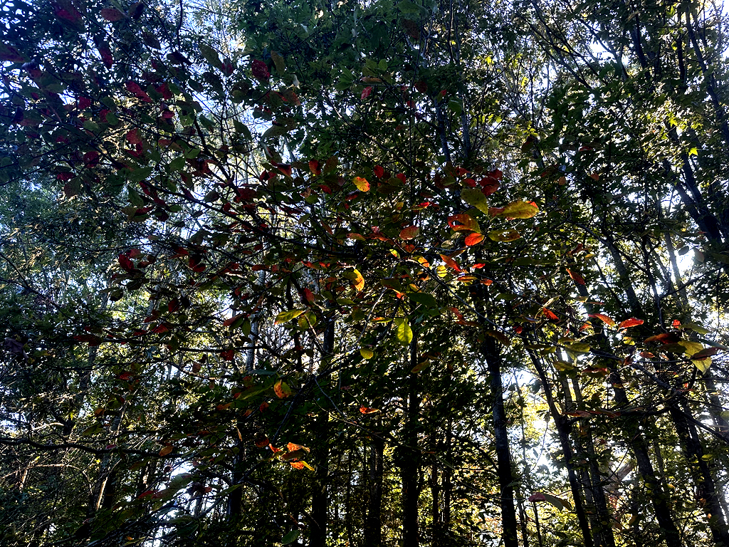 Reds, oranges, and yellows are starting to show up along this tree line. 