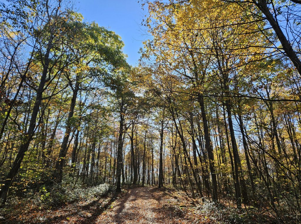 A photo of a hiking trail