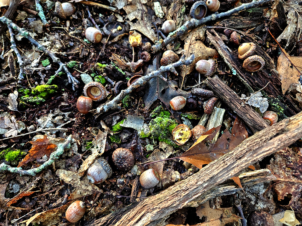 Acorns, leaves and sticks litter the ground. There is bright green moss sprouting up in places.