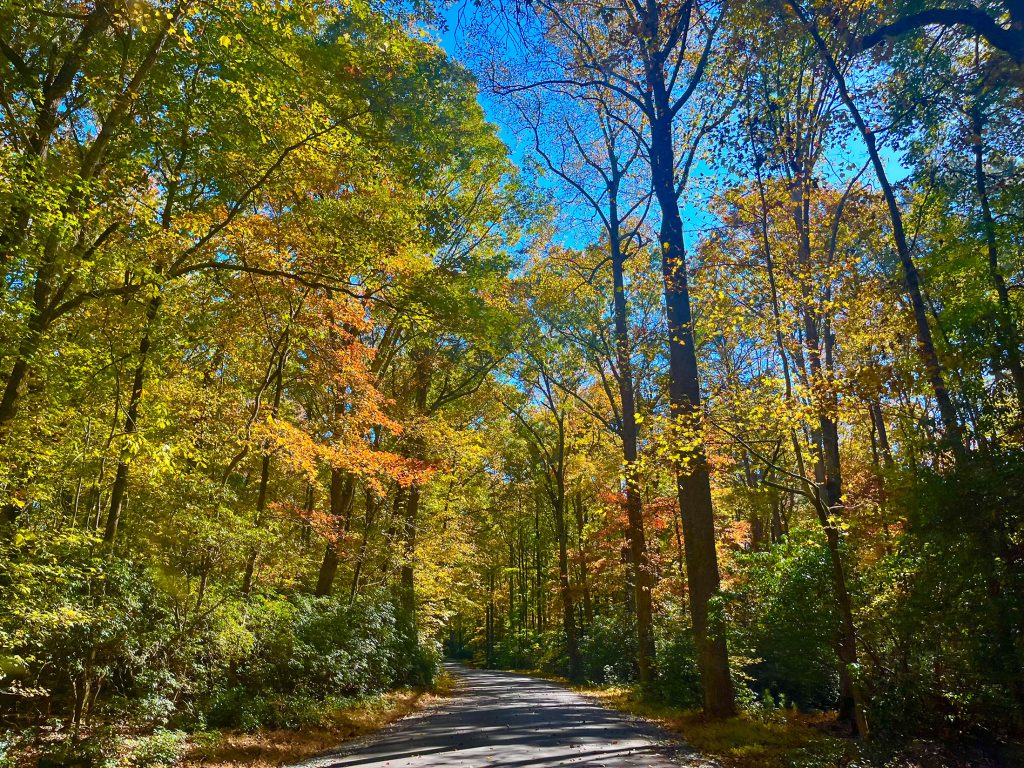 Beautiful yellows and oranges in Pocomoke River State Park