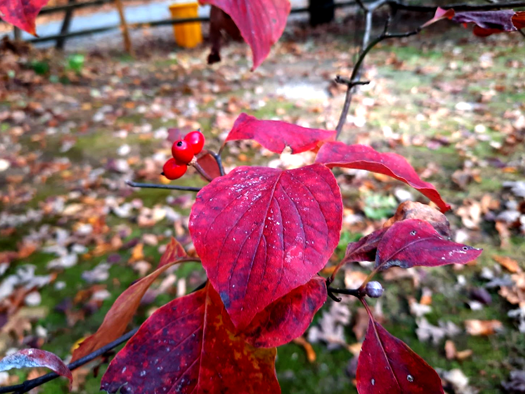 Bright red leaf of a dogwood tree. Red berries off the the left look like a nice snack for a hungry bird.