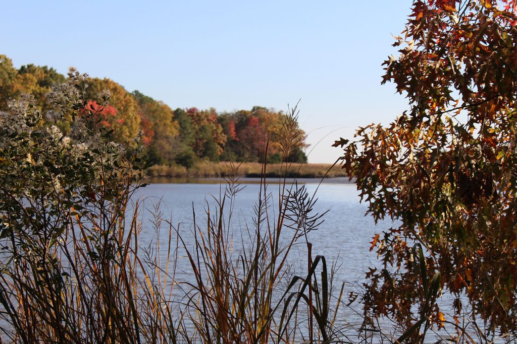 Colorful trees off in the distance with reds and oranges. Sea grass is in the foreground.