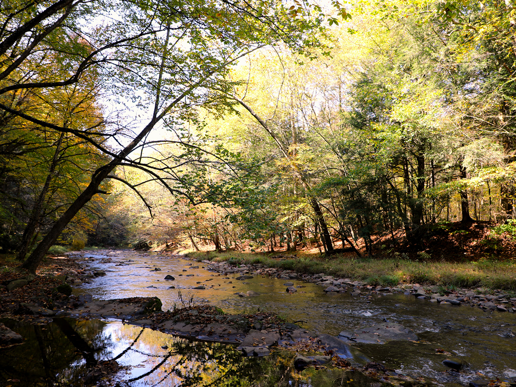 Shallow river running through treelined forest. 