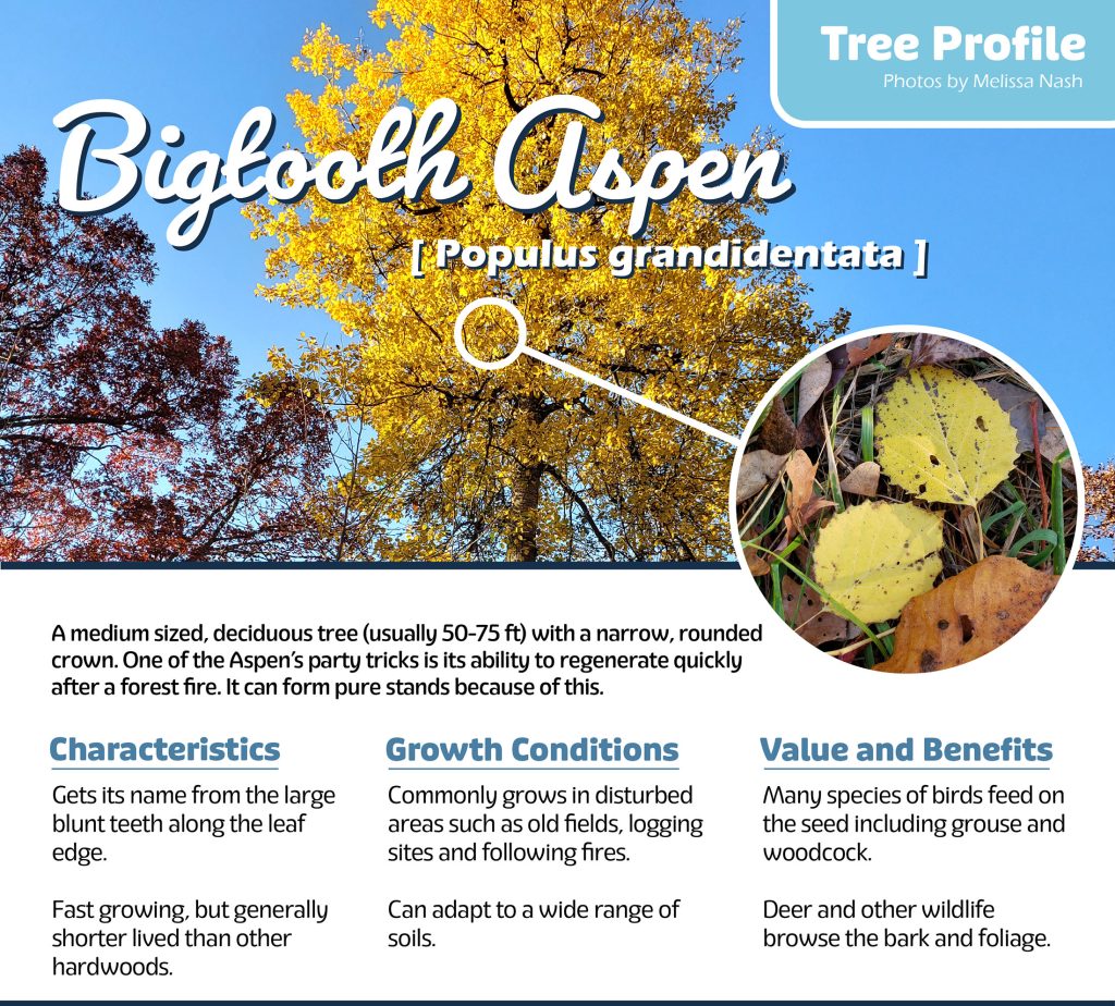 Tree profile - Bigtooth Aspen. Yellow round leaves are its hallmark.