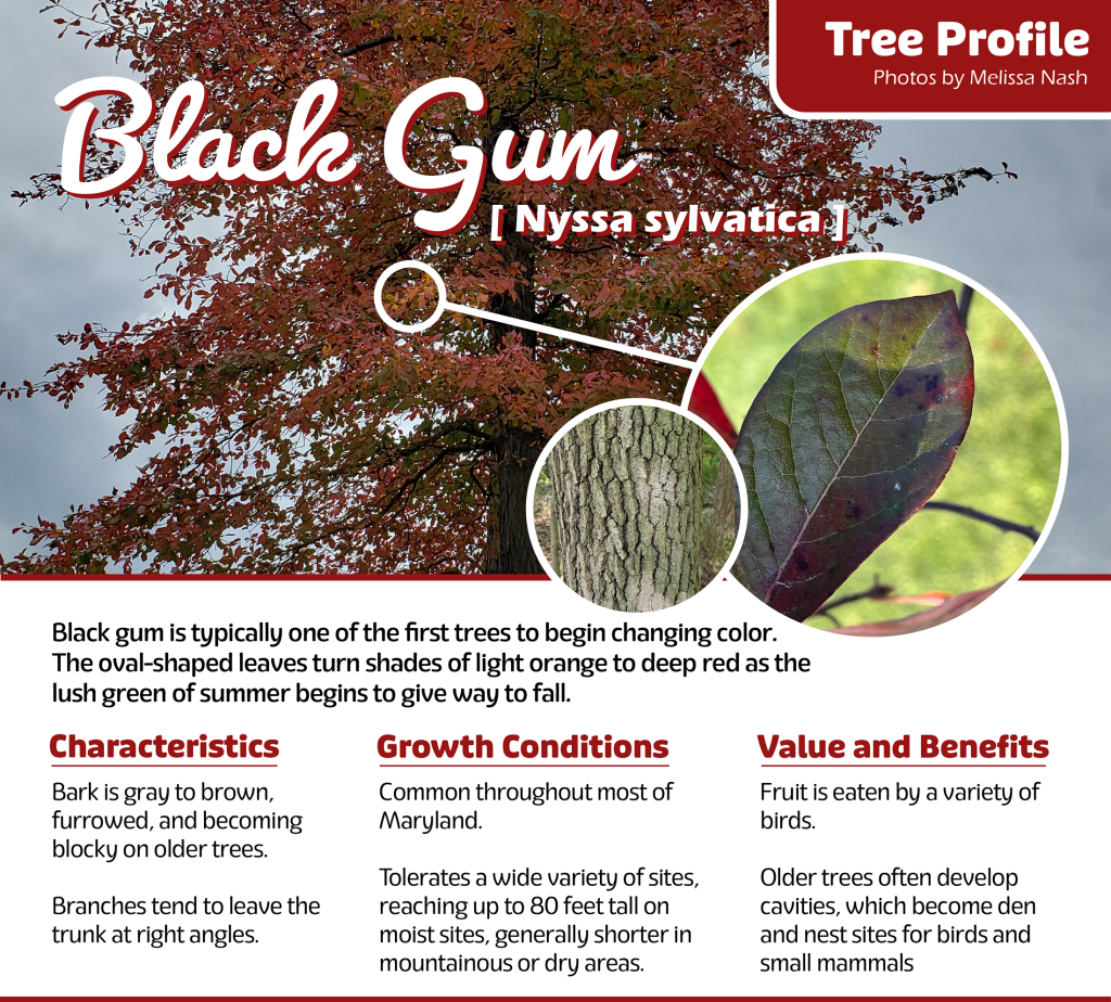 tree profile black gum