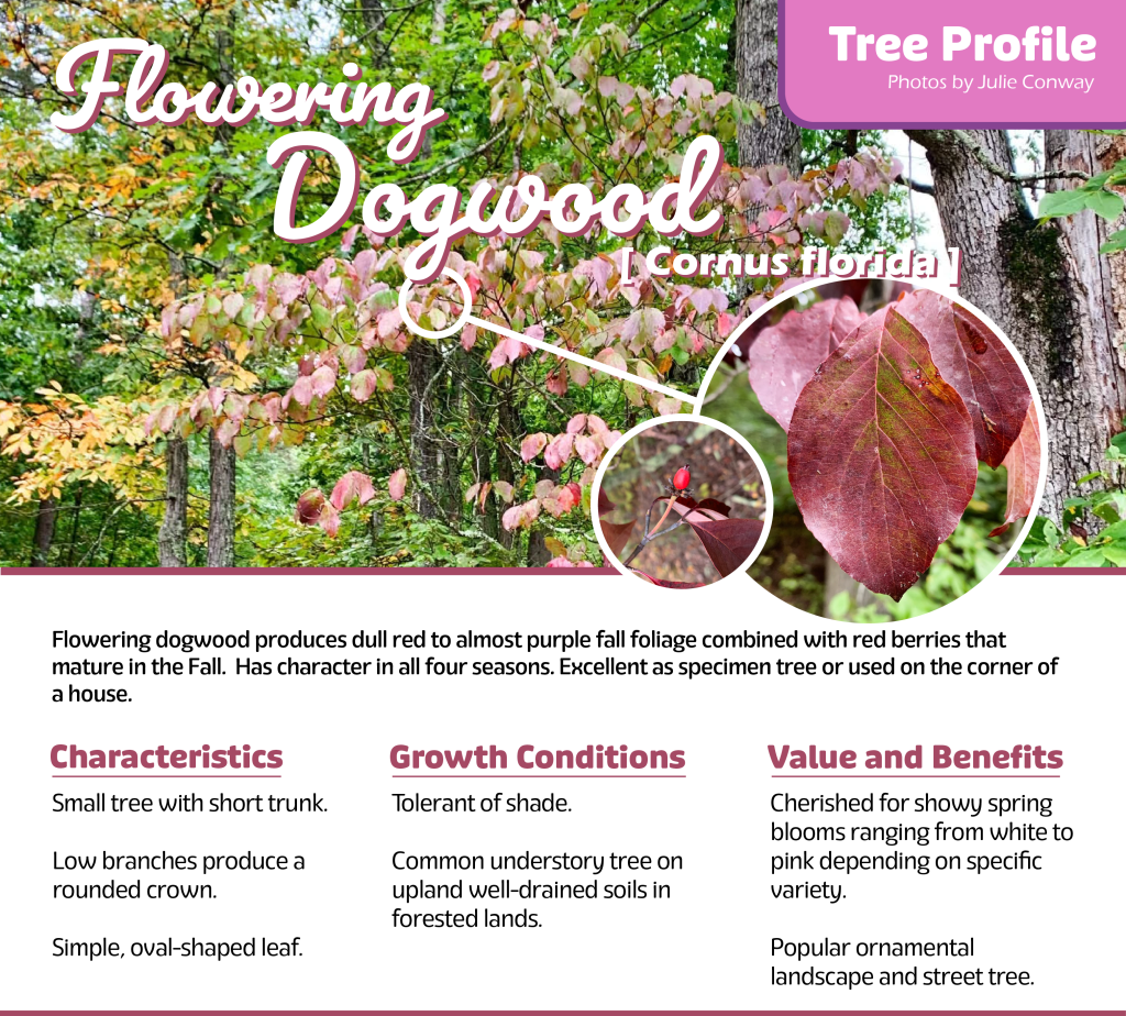 American Flowering Dogwood