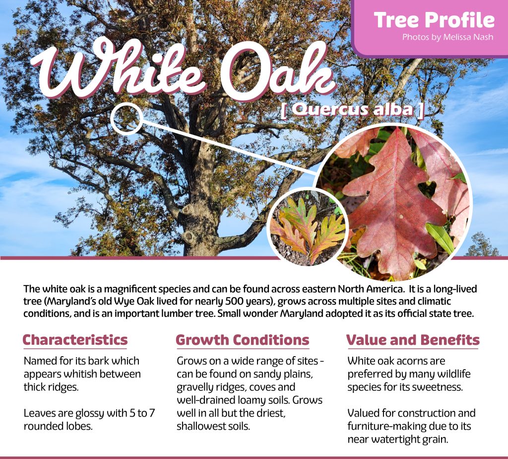 White Oak tree profile