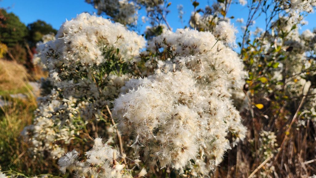 Bright white puffy groundsel tree flowers among the field brush