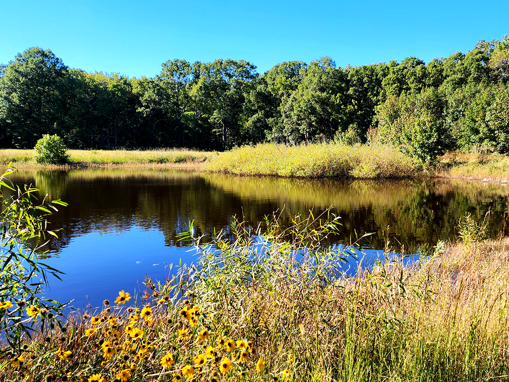 Fishing pond surrounded by browing grasses and yellow wildflowers.