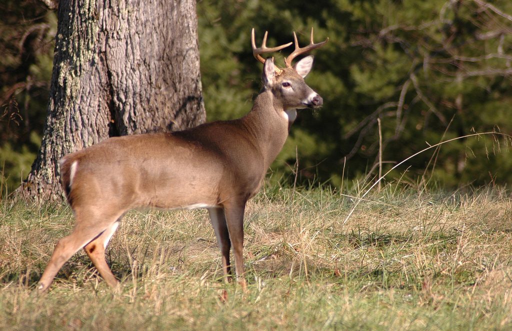 A buck standing in a clearing near a tree