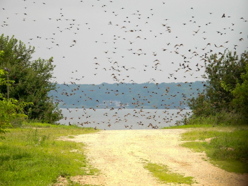 A flock of birds in the air with water behind them