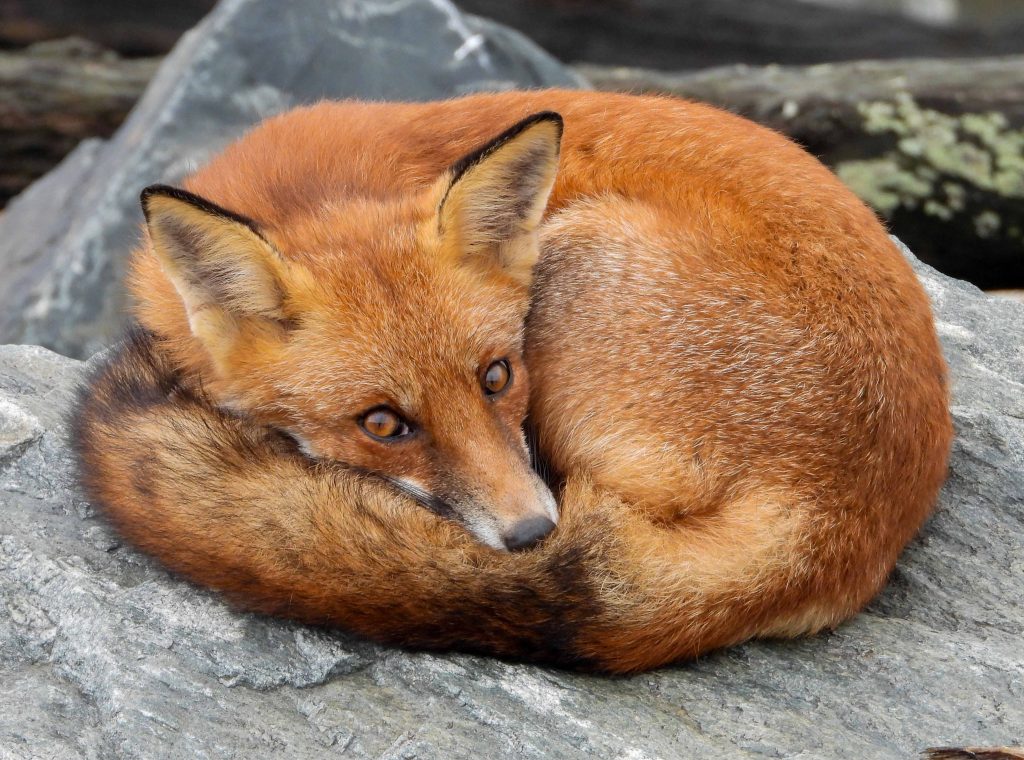 A fox curled up on a rock with its eyes open