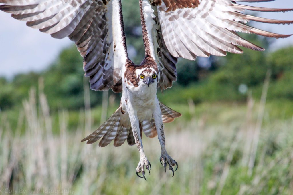 An osprey flies above a wetland area