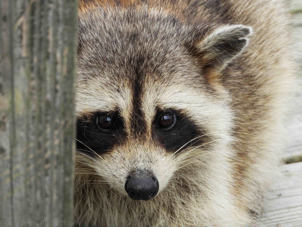 A close-up of a raccoon