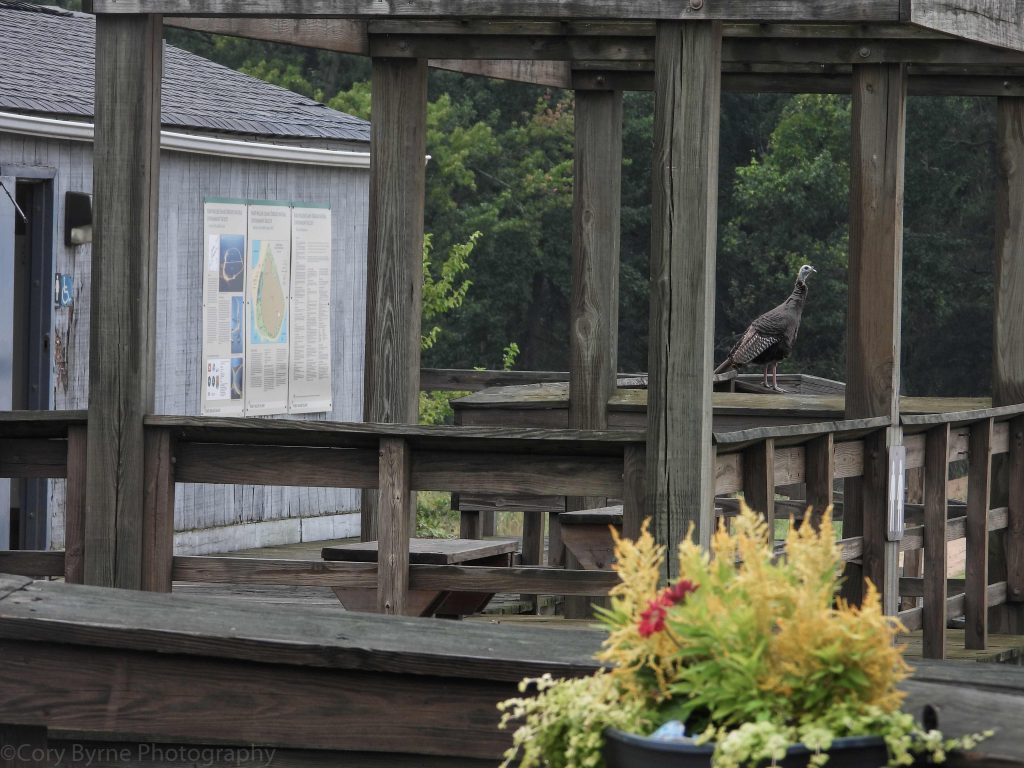 A turkey standing on a park structure