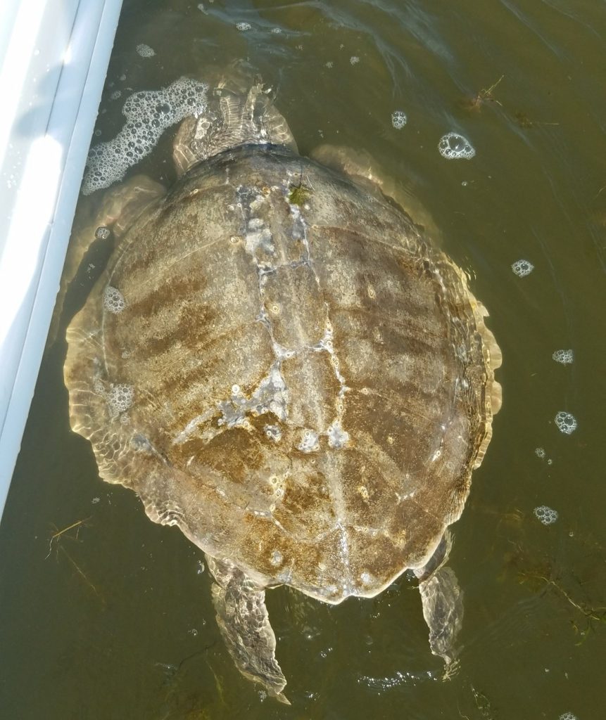 A cold-stunned sea turtle floating in the water