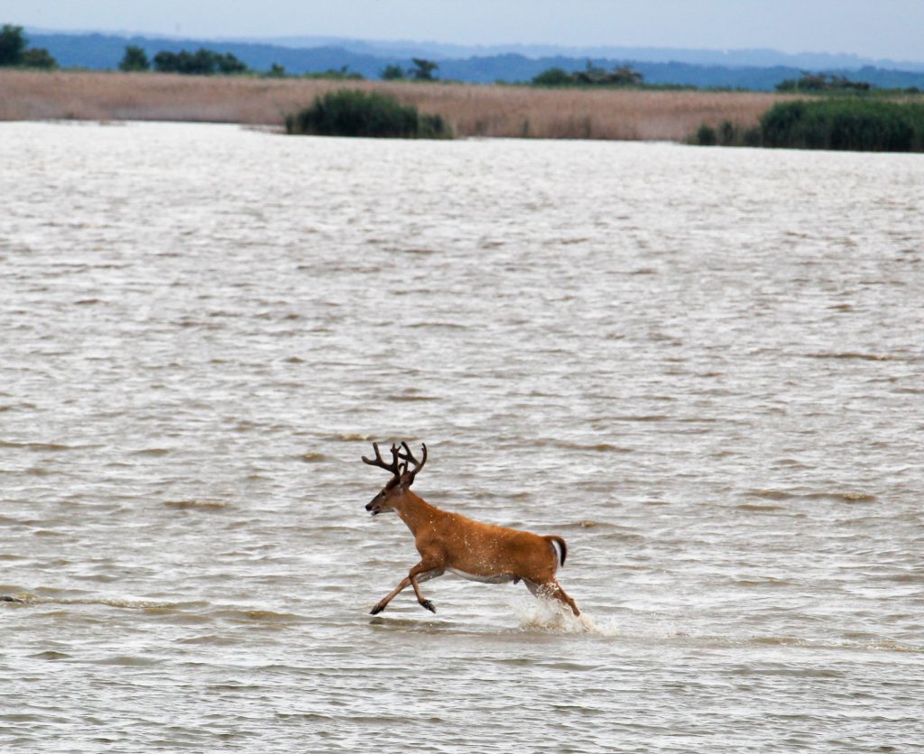 A deer running across the water