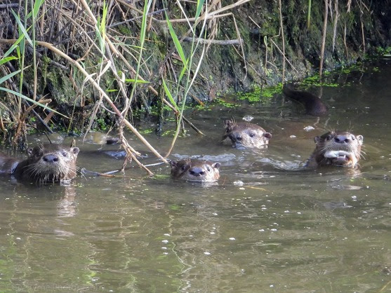 A group of otters sitting in the water