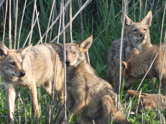 A group of coyotes sitting together in the reeds