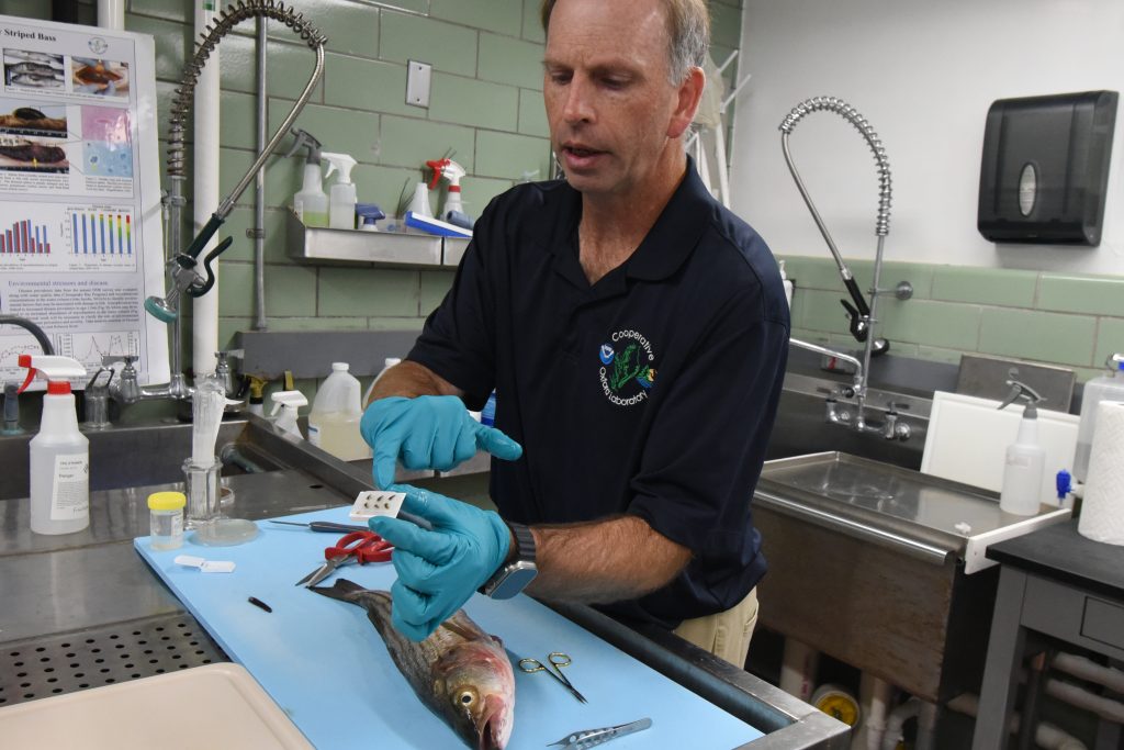 A biologist points to samples from a fish on a lab table