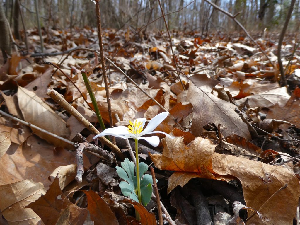 Bloodroot Emerging. Photo by Robert Severynse