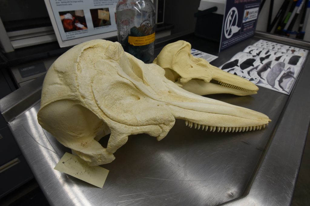 Skulls of a dolphin and porpoise on a table