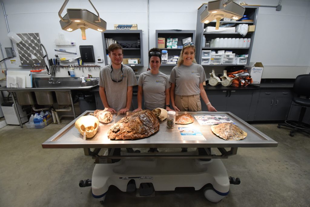 DNR staff stand in front of a table with bones of sea turtles and marine mammals