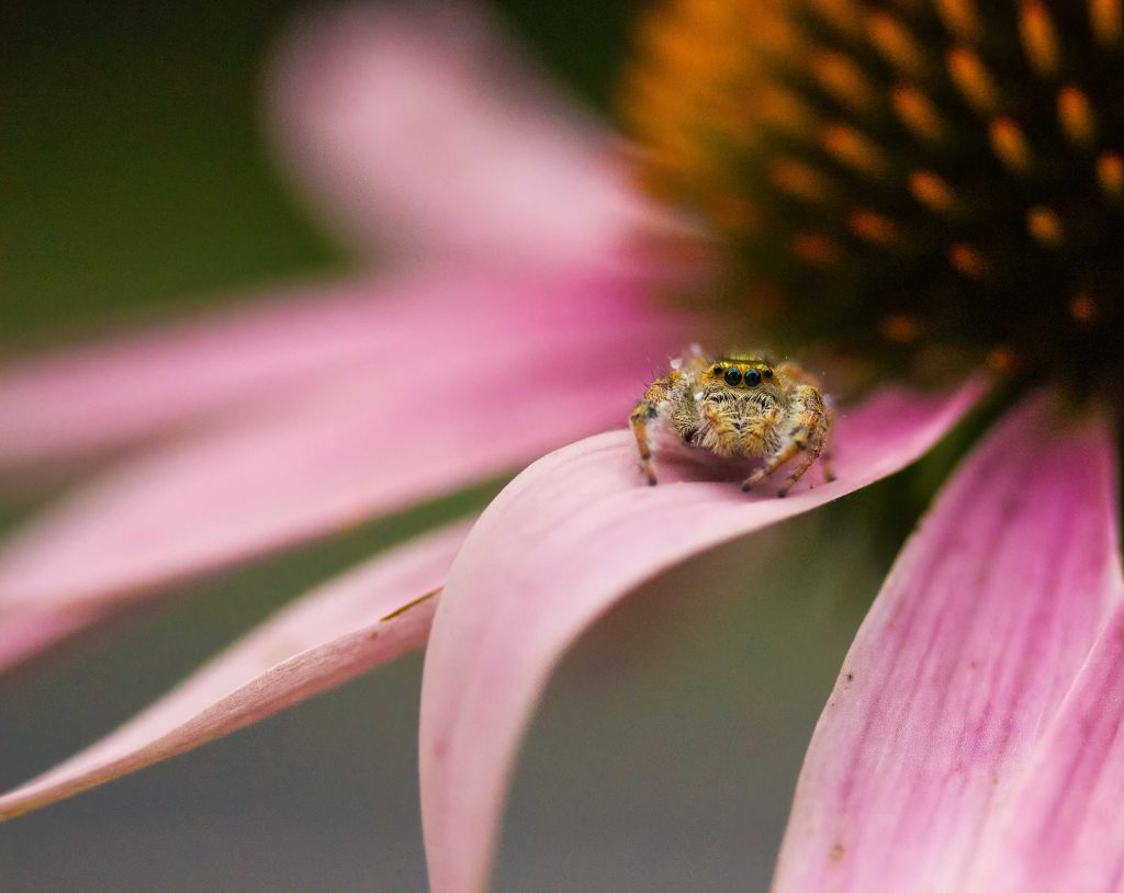 Emerald Jumper Photo by Madhuri Shenker