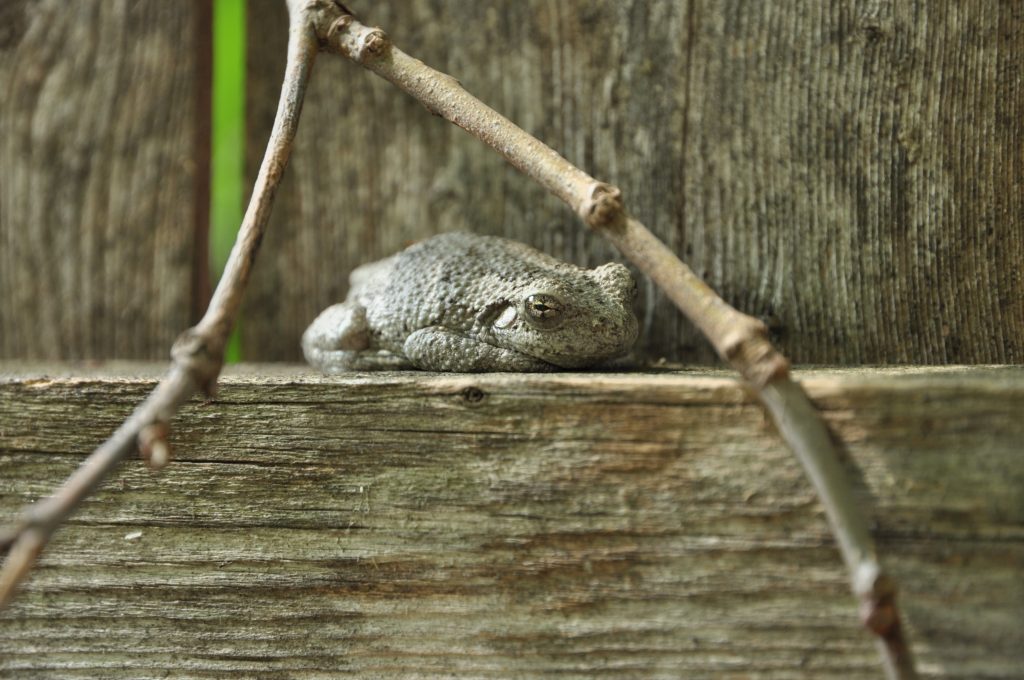 Frog Camoulage. Photo by Danielle DeWitt