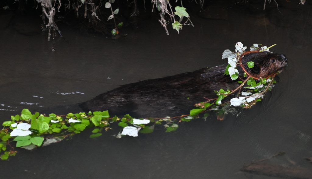 Garlanded Beaver. Photo by James Pekar