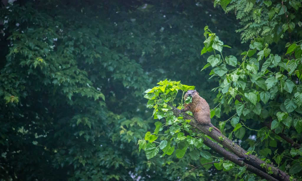 Groundhogs Do Not Stay on the Ground. Photo by Ekaterina Ivleva