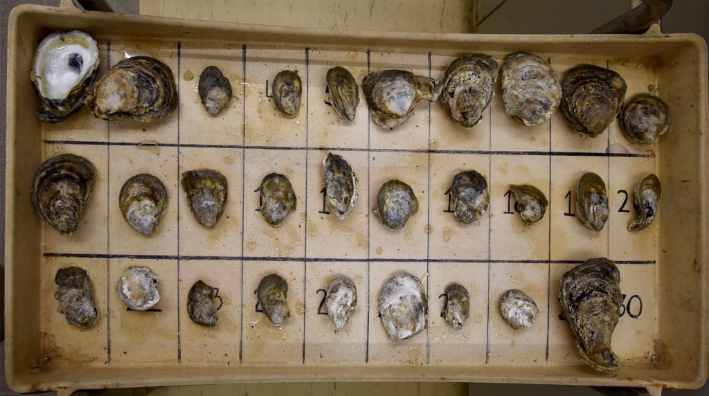 Three rows of oysters laid out in a tray