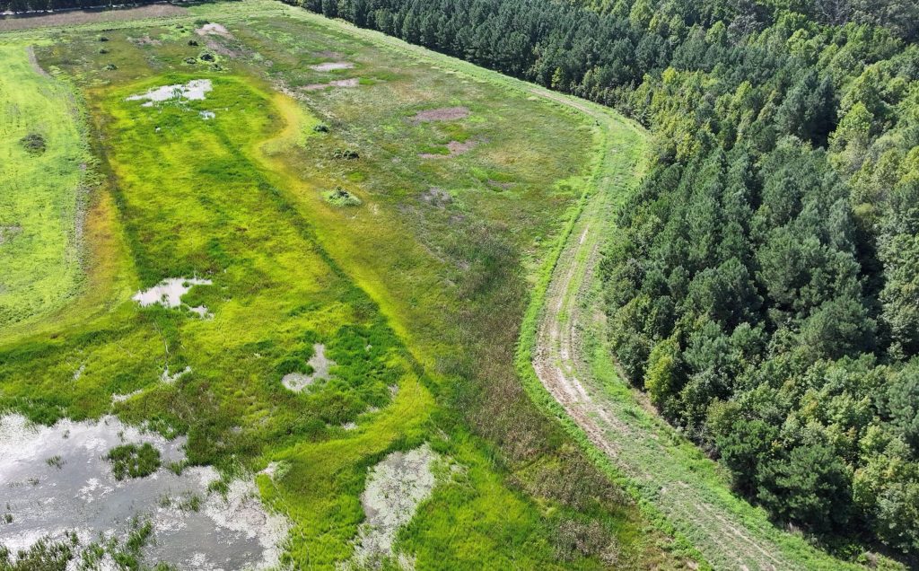 Green space with water at the end of a forest