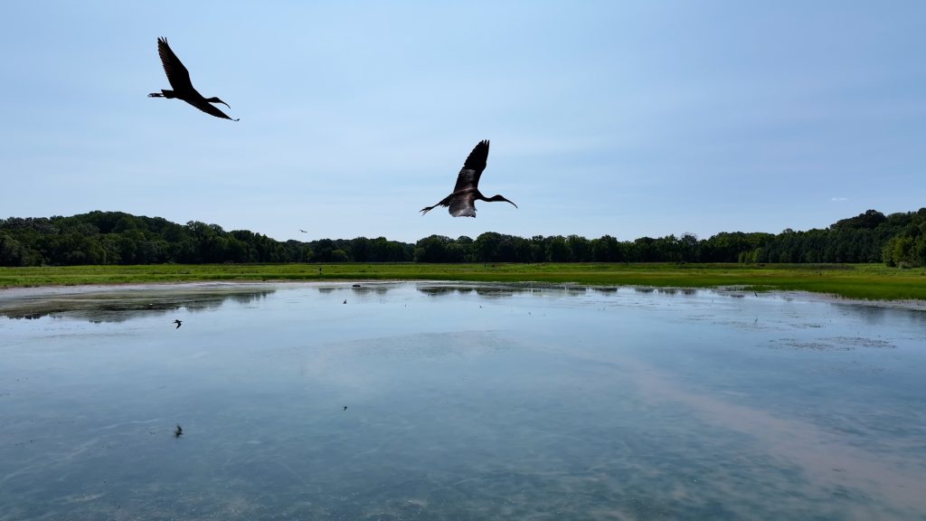 The restored wetlands on the island of Wew provide lively habitat for water birds – Maryland.Gov