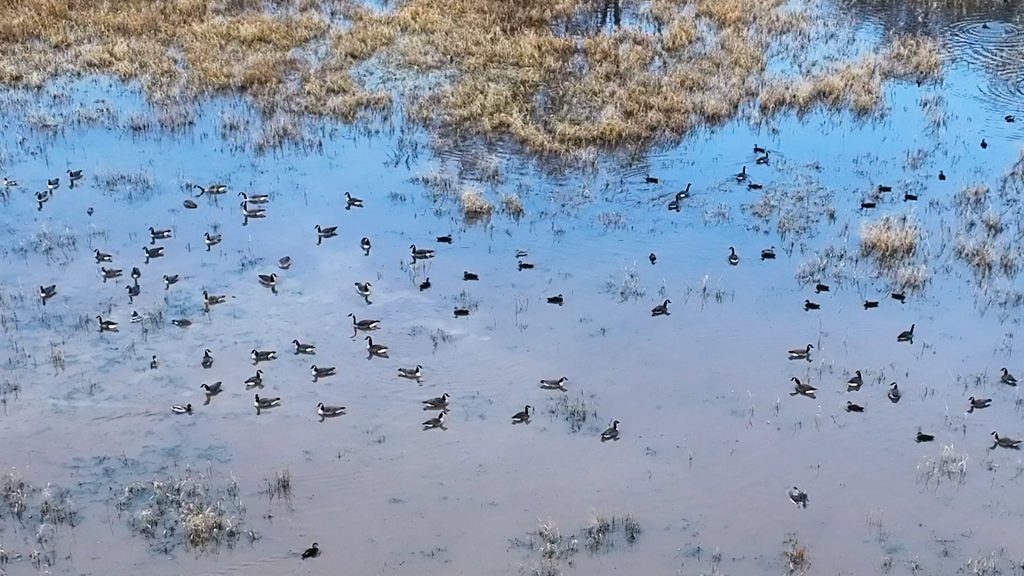 Herd of geese and ducks on the surface of the pond of wetlands