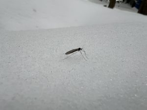 Winter midge. Photo by Sarah Witcher