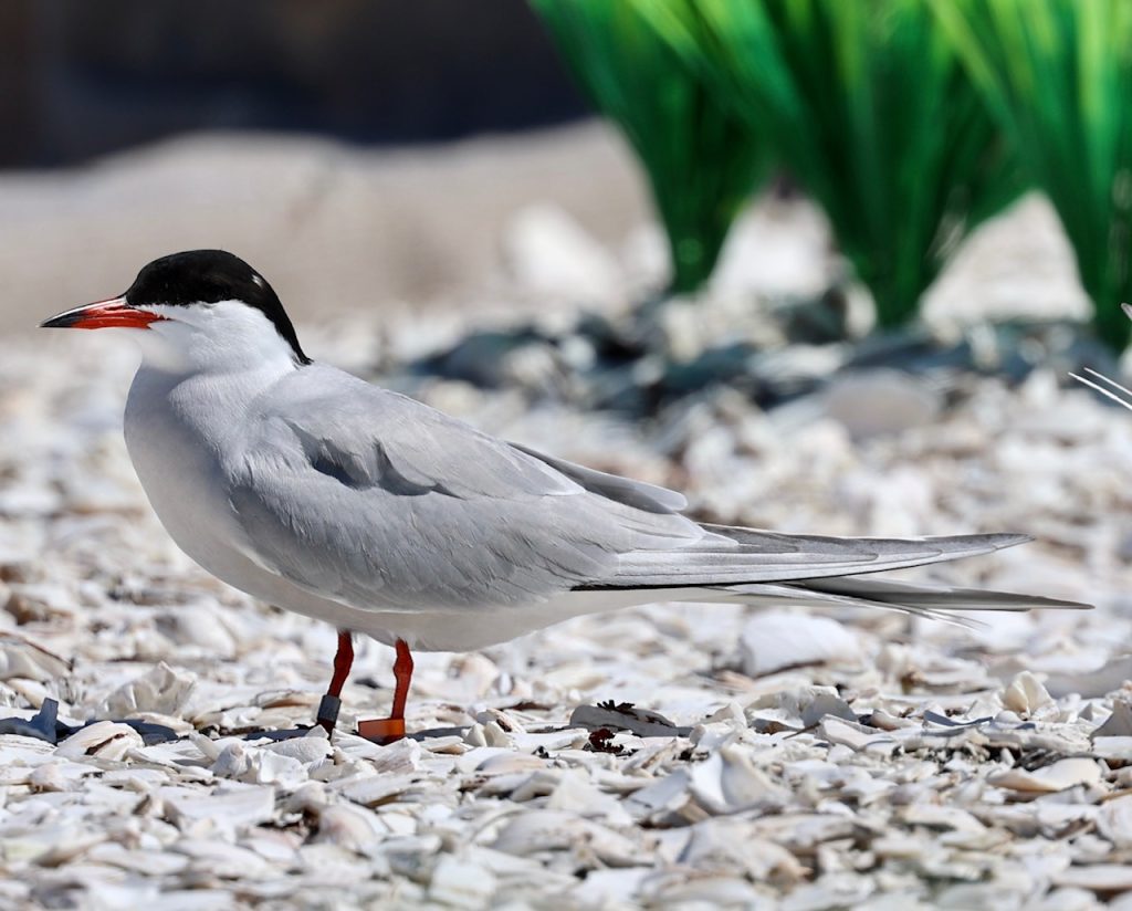 A tern on a rocky area