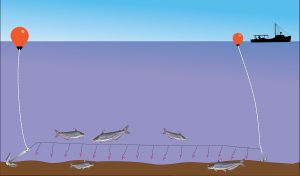 Illustration of Trotlines in use