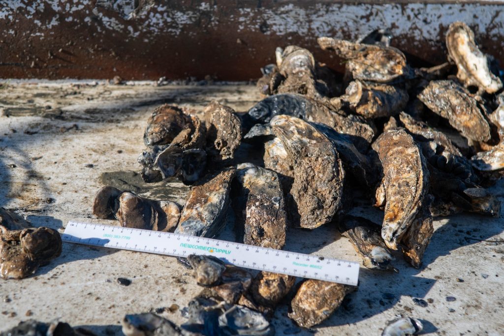 Oysters next to a ruler