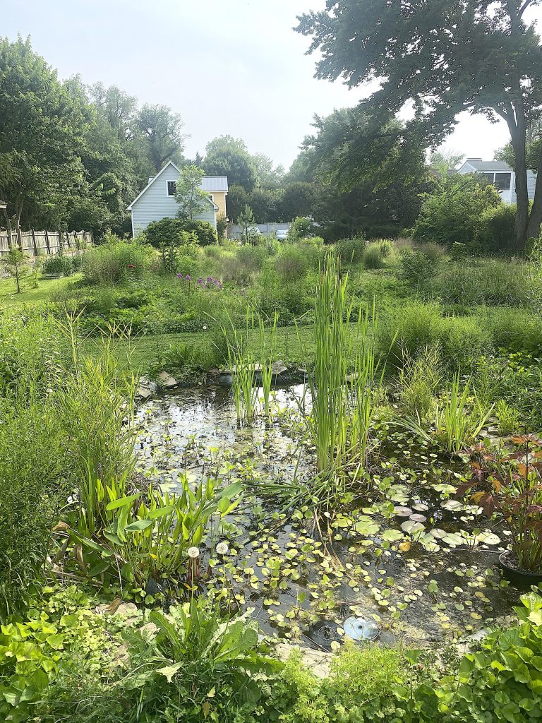 Cleavers, AFTER native plant gardening